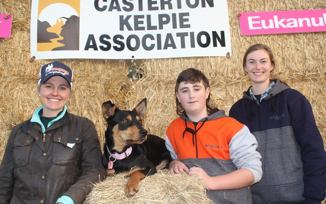 Working dogs hit $27,000, average almost $9000 at Casterton auction