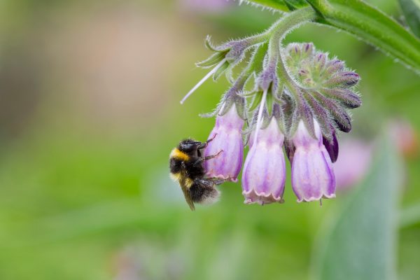 Comfrey: What you need to know about the plant that ‘looks like borage a couple of gins into a long weekend’