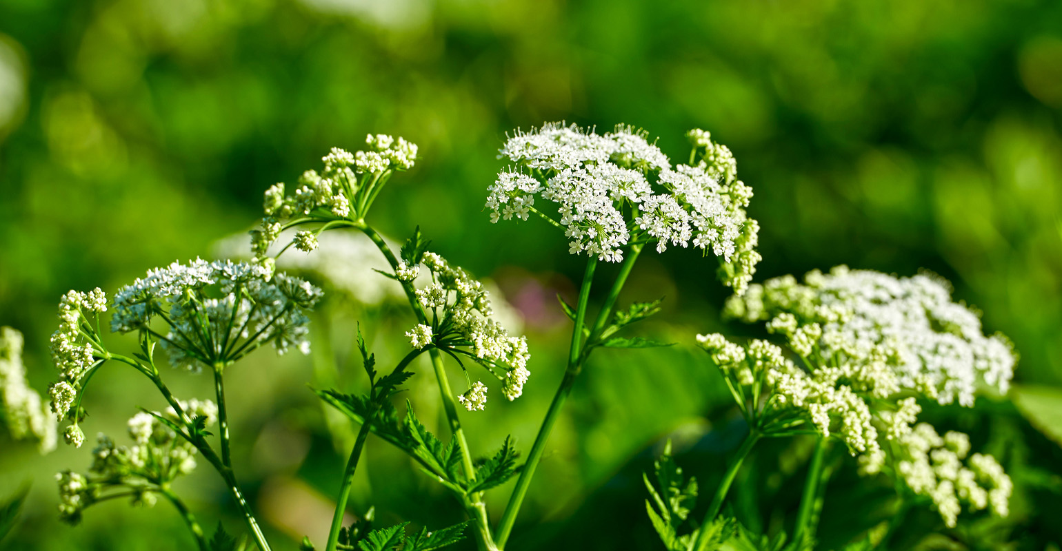 Use caution with poison hemlock, ivy and oak