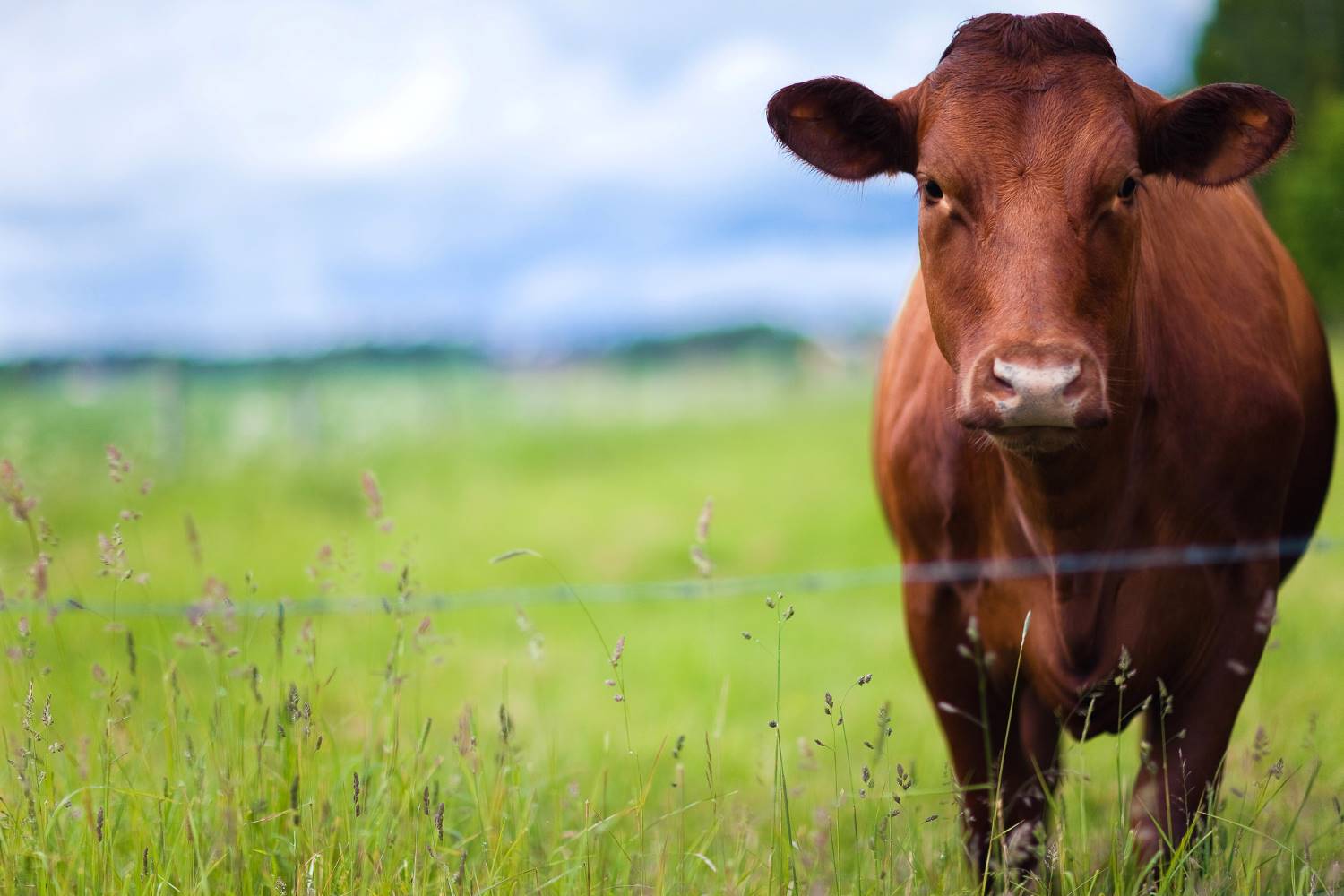 Summer annuals could hit the spot for your grazing plans