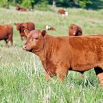 WOTUS roundtable features cattle producers’ thoughts