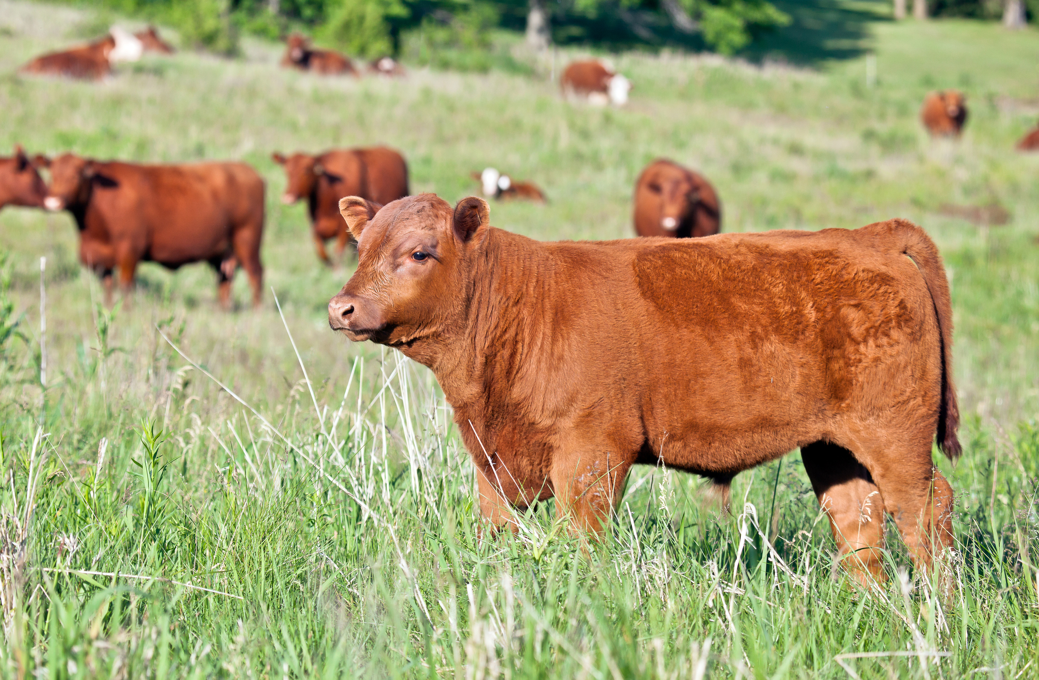 Act Now to Add Value to Weaned Calves