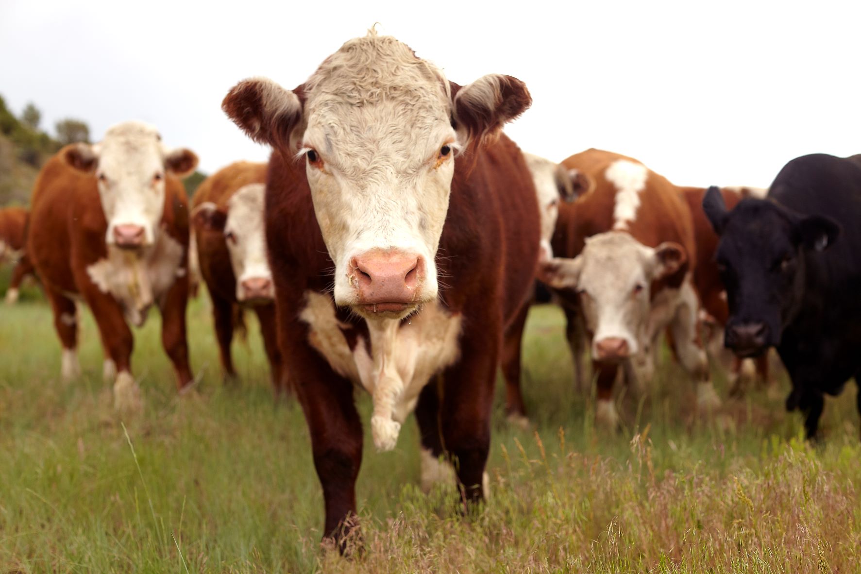 CSU partners with American Hereford Association on genetics research