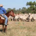 Working on remote cattle properties can be tough on mental health, so AACo made a big change | Queensland Country Life