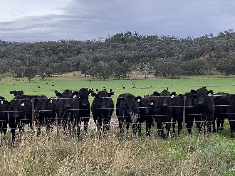 Autumn drenching makes for mixed bag of fodder crops