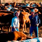 Market levels out at Grafton as new crop of weaner cattle tempts buyers