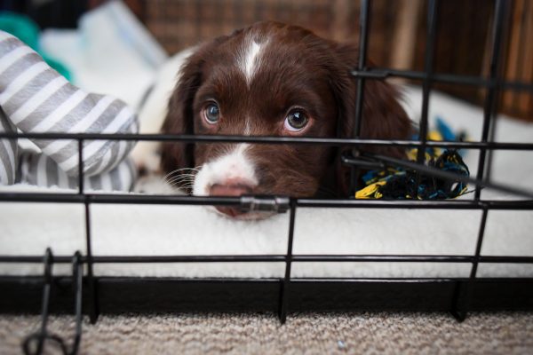 How to stop your puppy crying at night