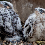 Best Father’s Day treats, from a truly superb fry-up to Berry Bros’ exotic foray into rum