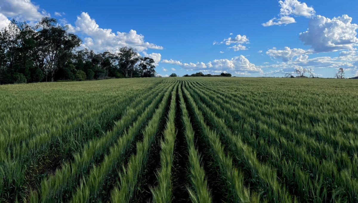 Faulkner Farming starts operations on Shenhua’s former Liverpool Plains coal mine site