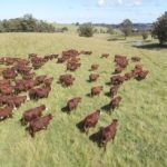 Market improves for heavy yearling steers at Toowoomba