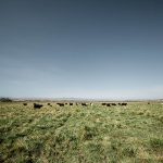 Drought has cattle producers considering their options