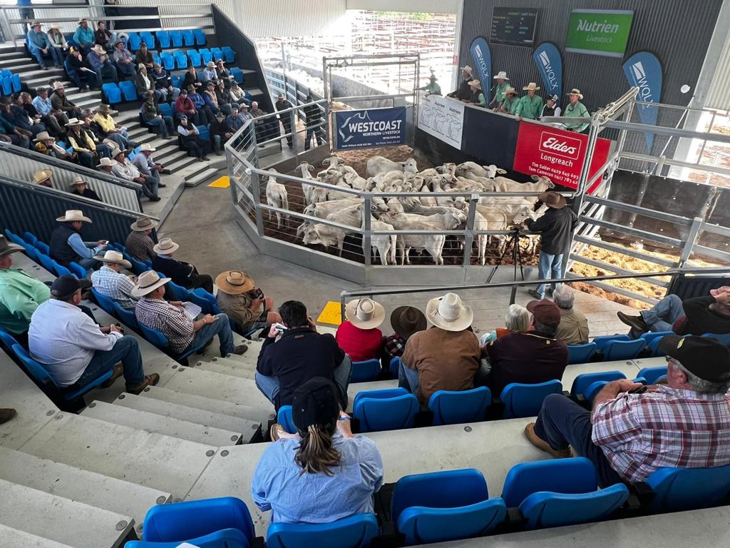 Steers top 800c at first Longreach store sale in nine years