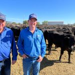 Belmont Red sales garnering excitement | Queensland Country Life