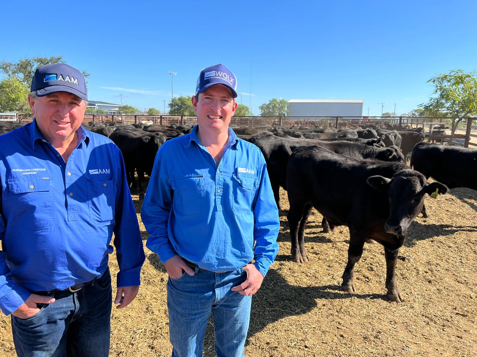 Large organic steer line peaks at 558c/kg at Longreach