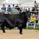 2022 Shorthorn National Show and Sale: K.O Shorthorns led judging sweep | The Land