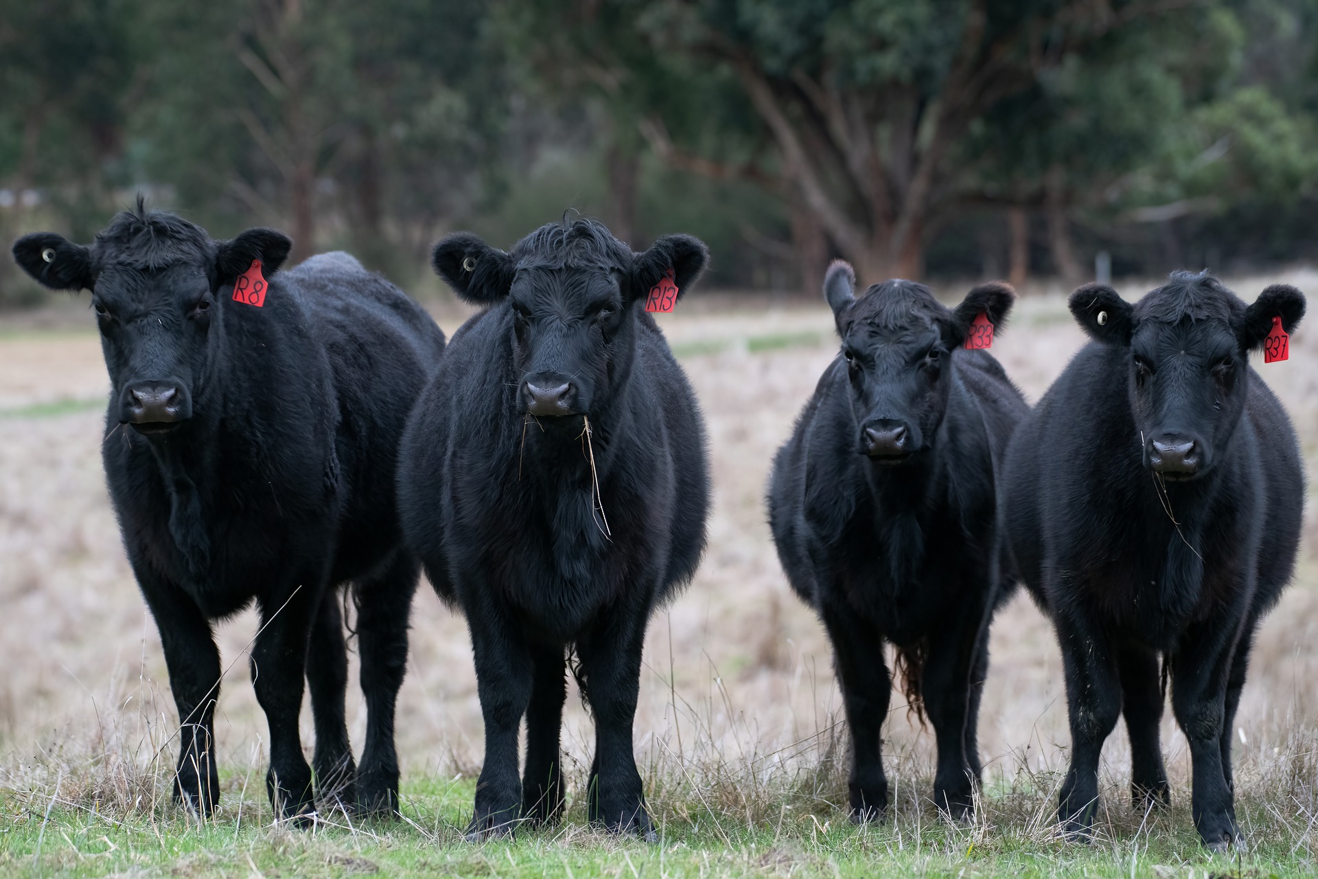 Jedlicka joins Form-A-Feed as beef business manager