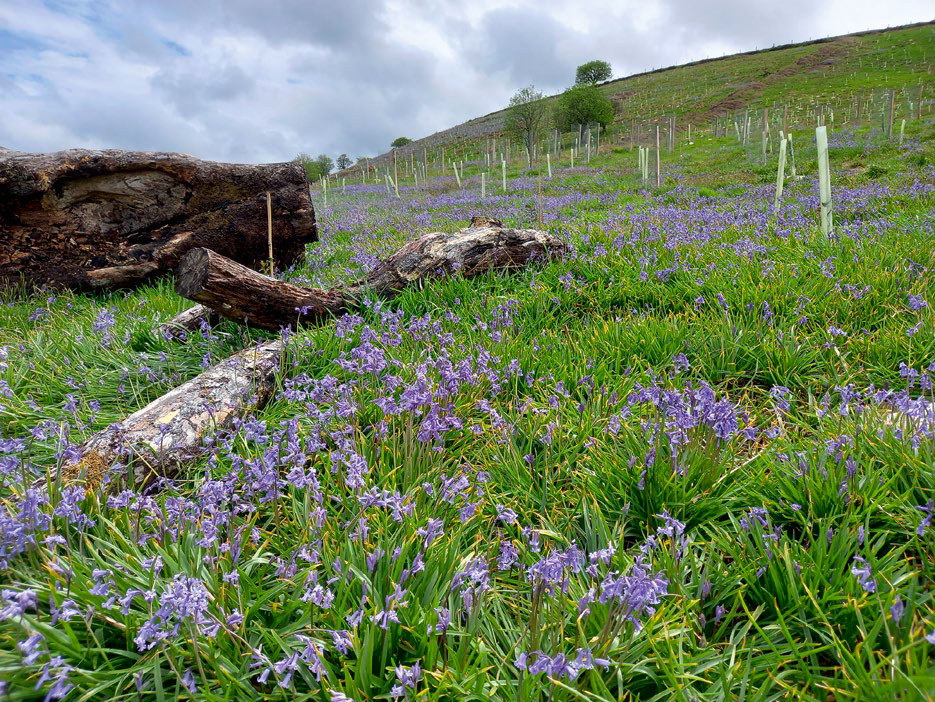 The mysterious sea of bluebells that appeared on Exmoor