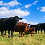 Feed concerns gaining traction | Beef Magazine