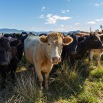 Manure and vermicast success in rebuilding soils at Walcha