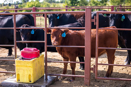 Tips for keeping cattle feeding areas clean