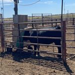 Got flies? | Beef Magazine