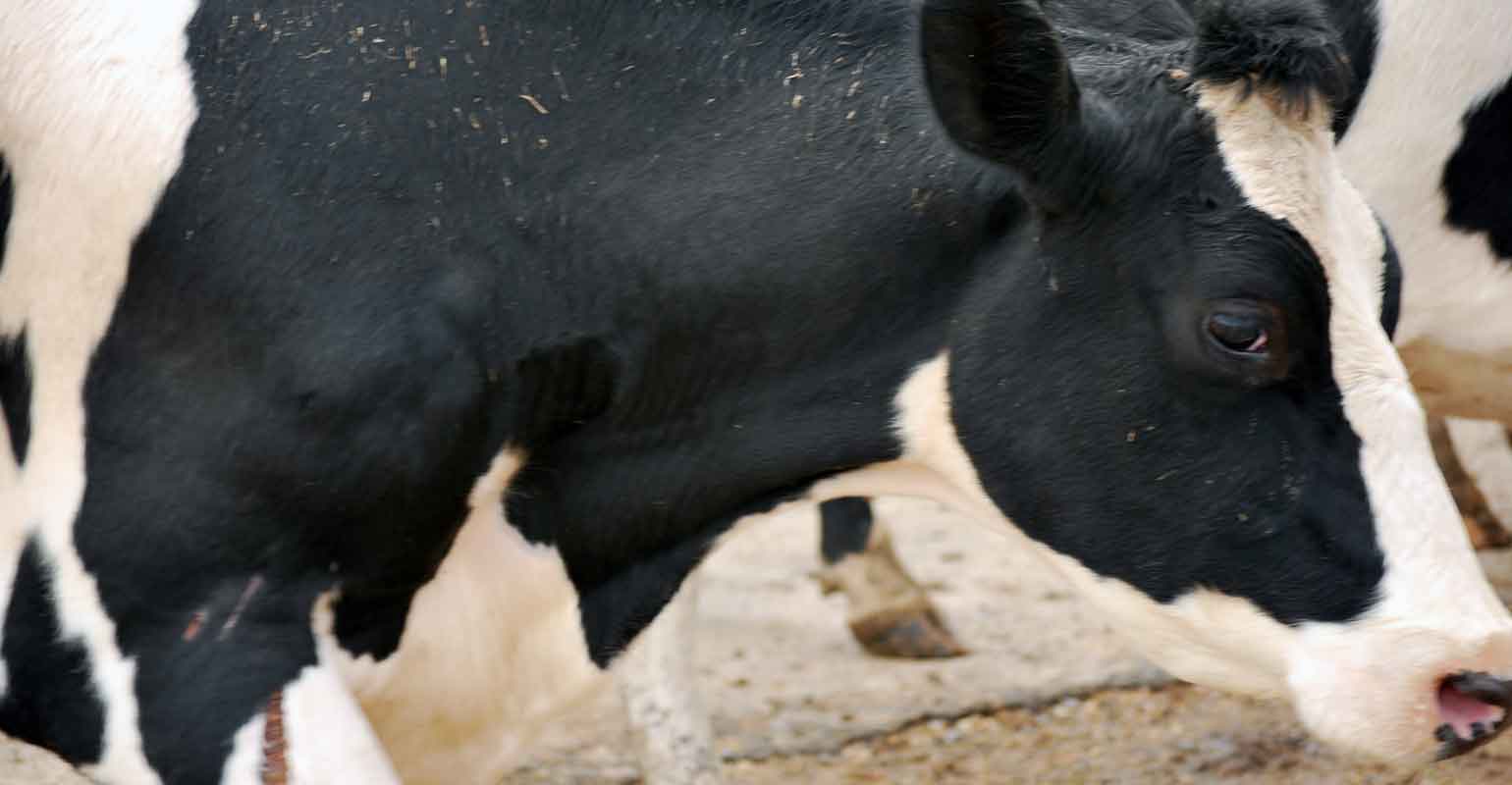 Dairy cows can affect cull cow market