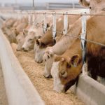 Meeting Water Needs of Cattle in the Feedlot