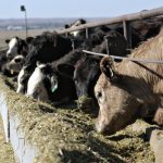 Late-gestation heat stress in cattle affects future generations