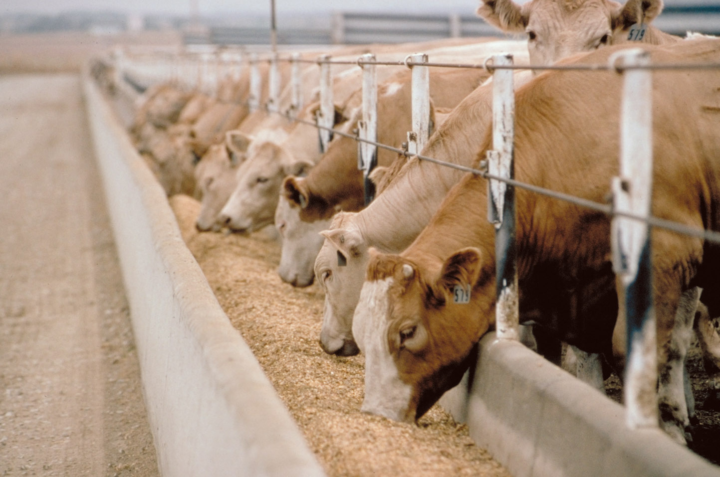 Feed concerns gaining traction | Beef Magazine