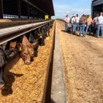 NQR 130: Afrikaner bulls enter Cloncurry sale ring in 1981 | North Queensland Register