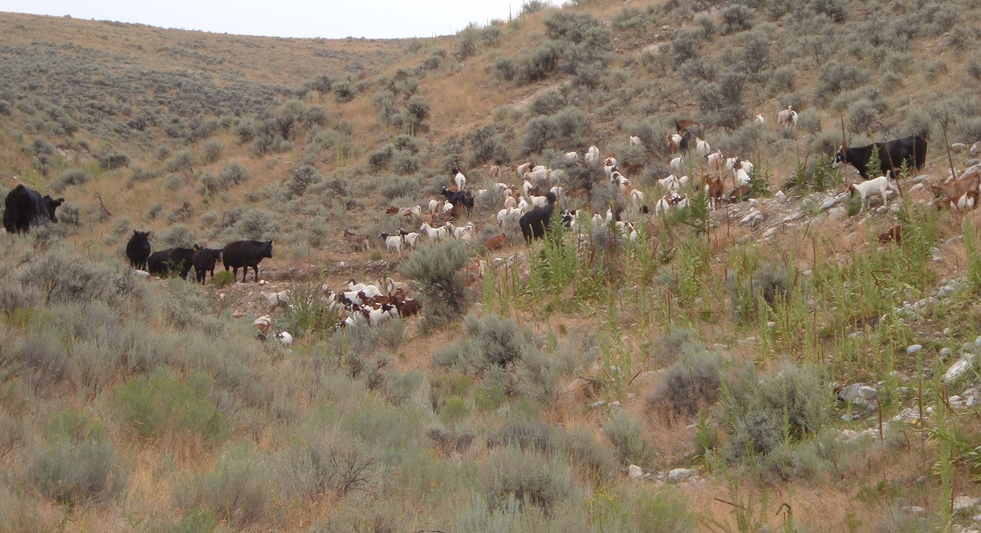 Multispecies grazing has its advantages