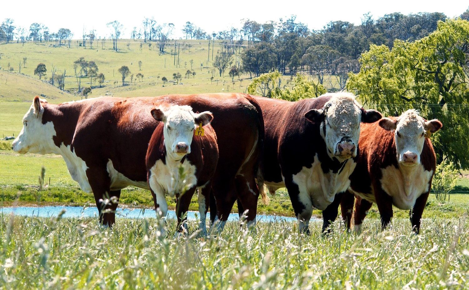 Weekly genetics review: Leasing bulls? Some points for consideration before you do