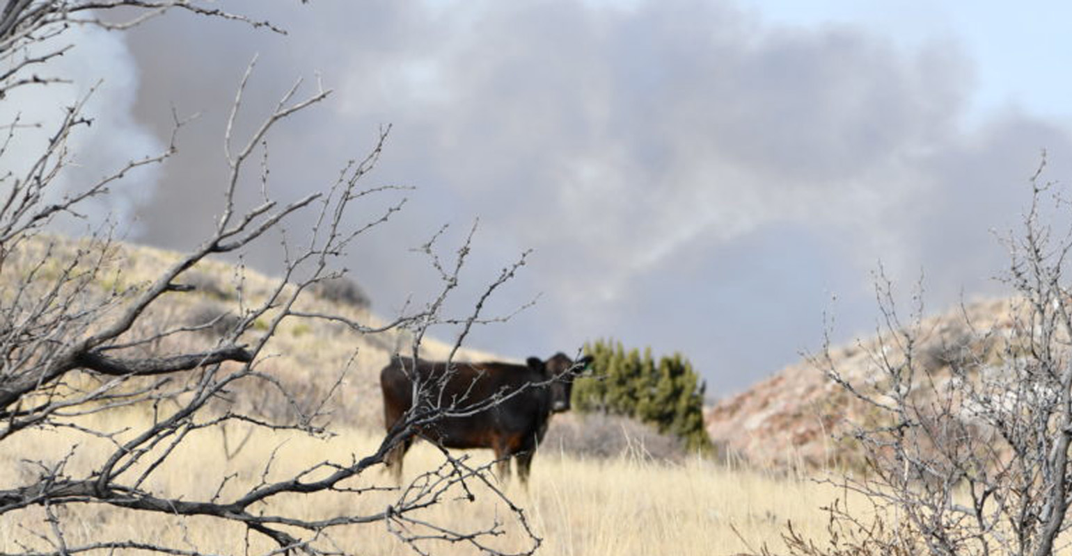 Upcoming series: Drought management in beef operations