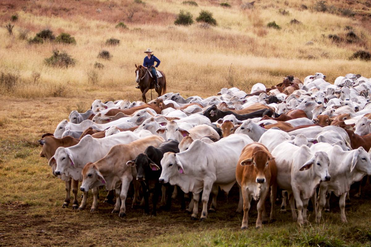 MSA and discount feeders on the mind of Brahman breeders