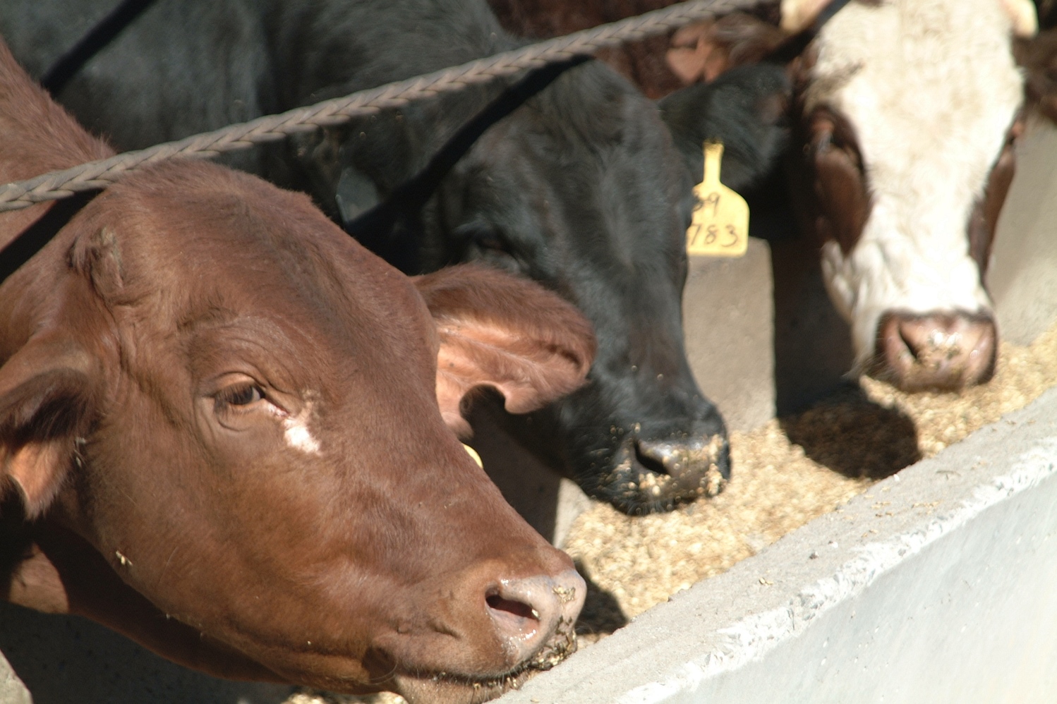 Livestock industries playing catch up with probiotics for animal health