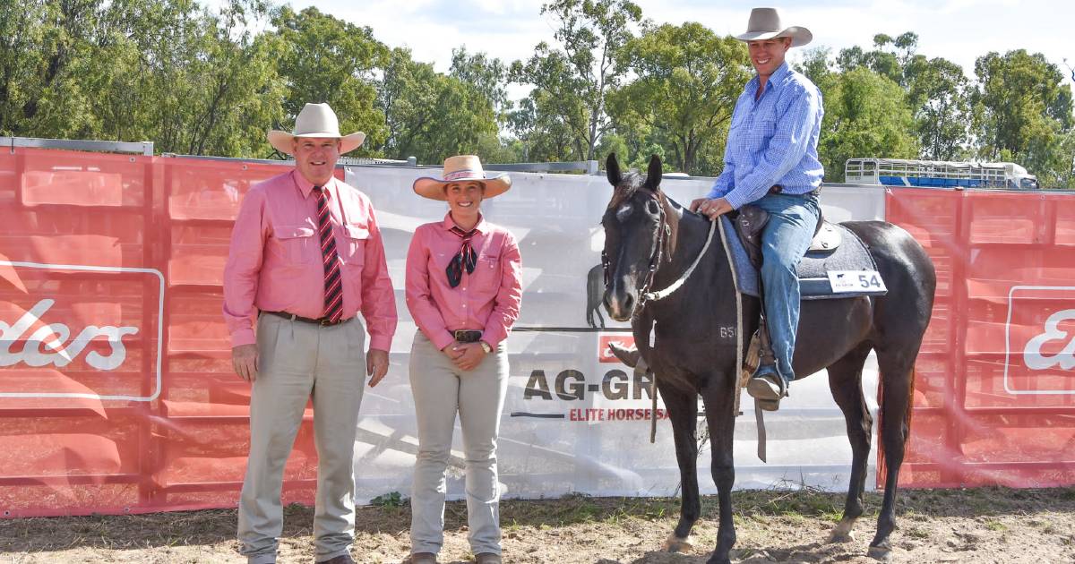 'Bittersweet' result at Ag-Grow elite horse sale in Emerald