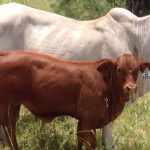 Northern Rivers Livestock Exchange revenue hits $200 million | The Land