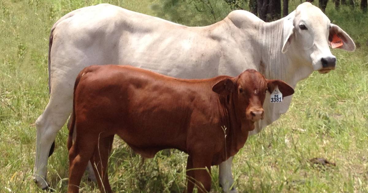 Opening up markets for northern graziers