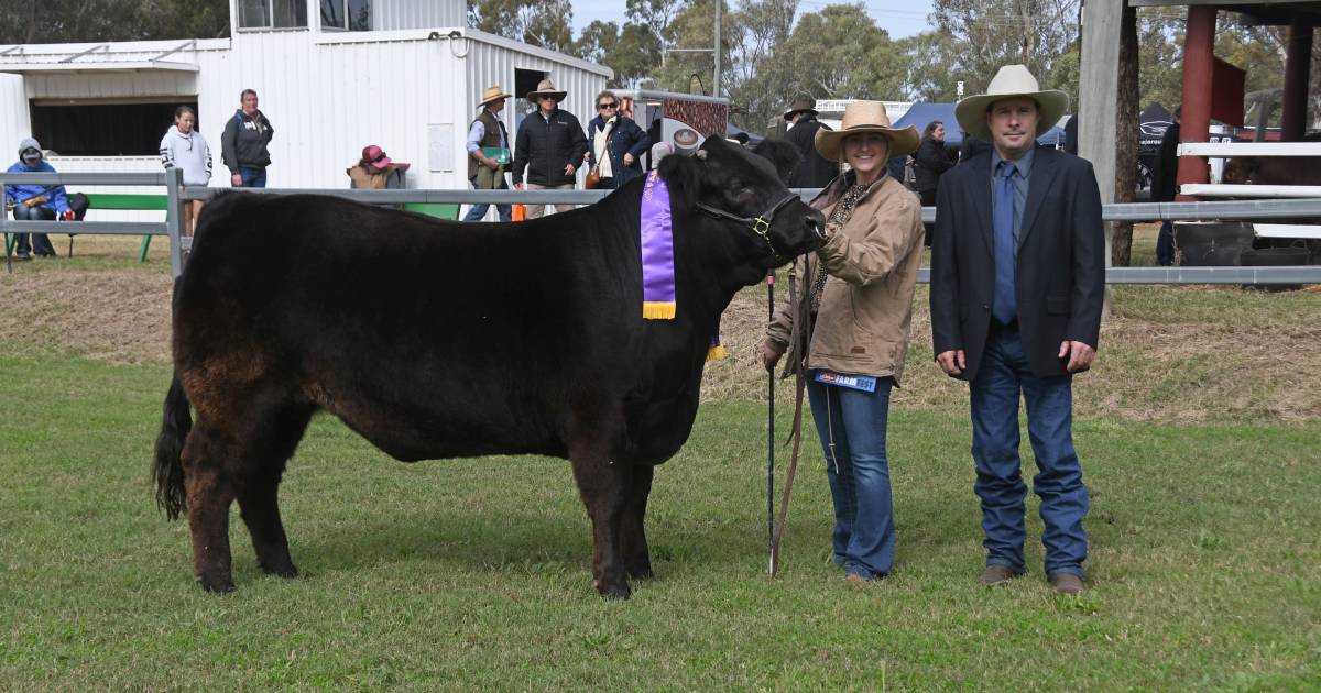 Farmfest champion led steer trophy stays in Goetsch family | Queensland Country Life