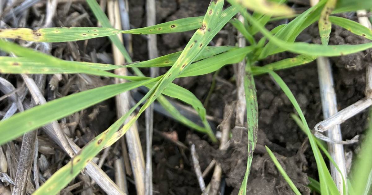 Wheat disease should be on growers’ radars this season, agronomists say | Queensland Country Life