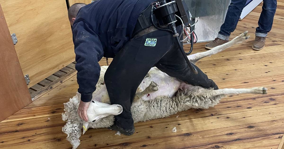 Revealed – shearing concept to revolutionise the industry