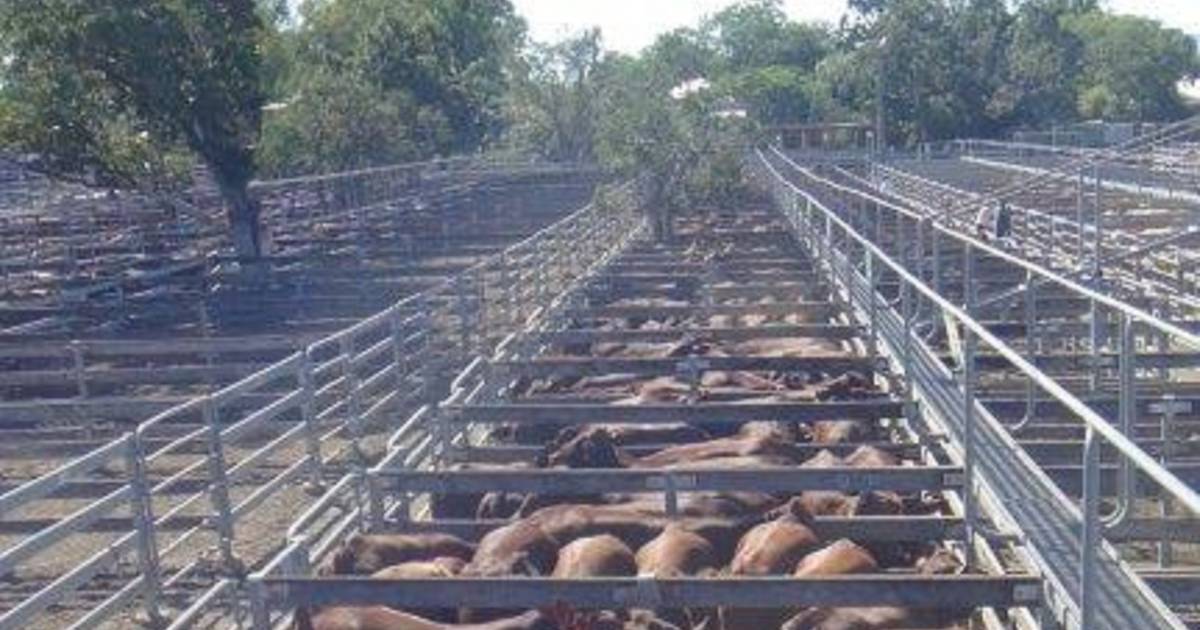 Feeder steers sell to $2490 at Toogoolawah | Queensland Country Life