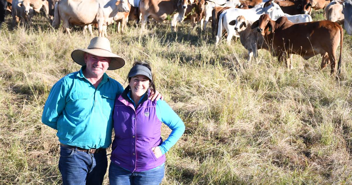 Cattle and country thriving for Cloyna couple breeding quality weaners