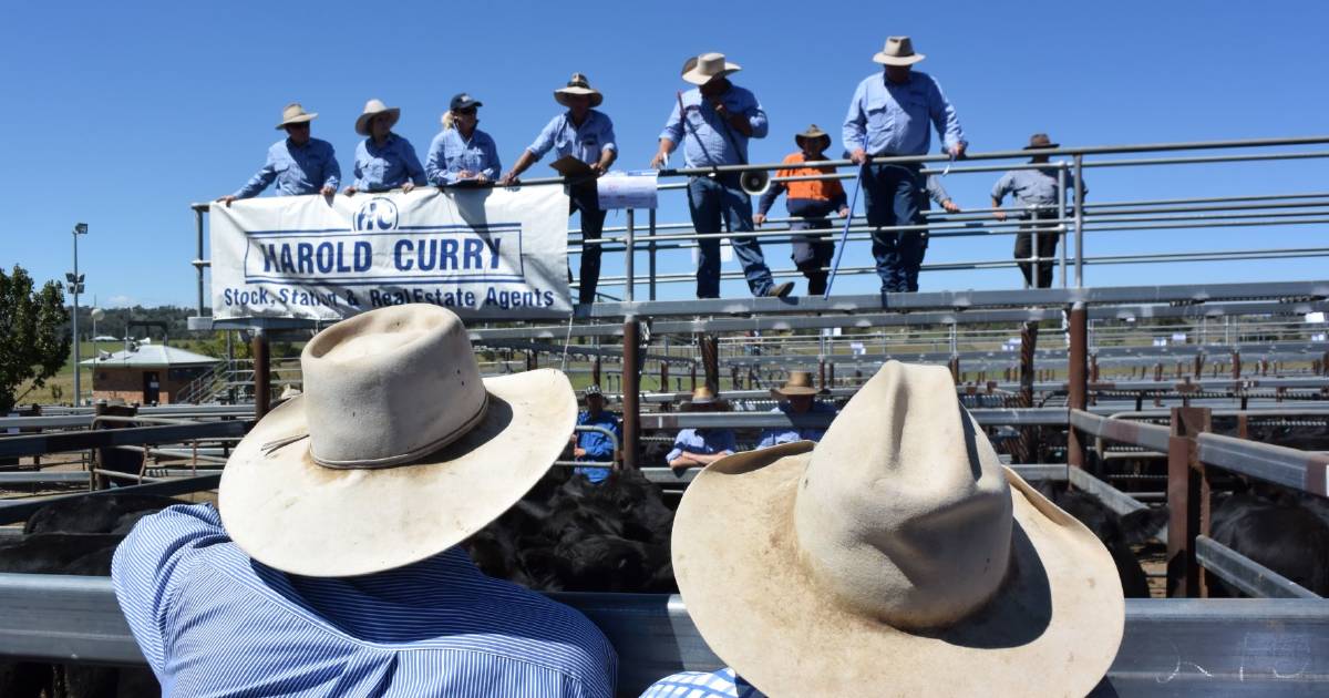 Last weaner sale for Tenterfield attracts strong buyer demand | The Land