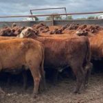 Rabobank beef analyst says US opportunities ahead for producers