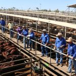 Paddock to Palate competition cattle achieved 3.6kg to 3.7kg average daily weight gains despite wet weather | Queensland Country Life