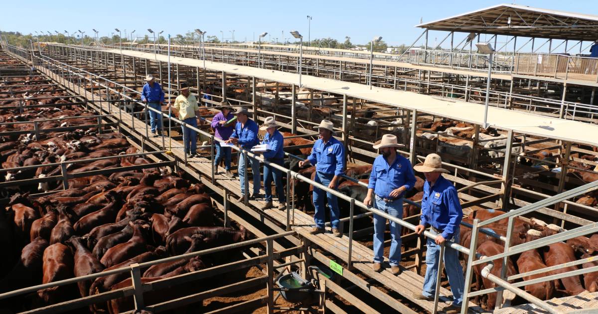 Charolais weaner steers reach 696c/$2037 at Roma store sale | Queensland Country Life