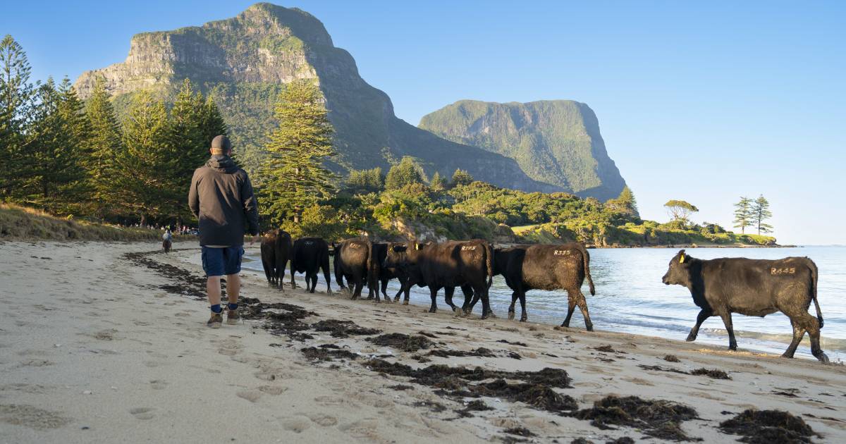 Cattle return to Lord Howe Island after three years | PHOTOS