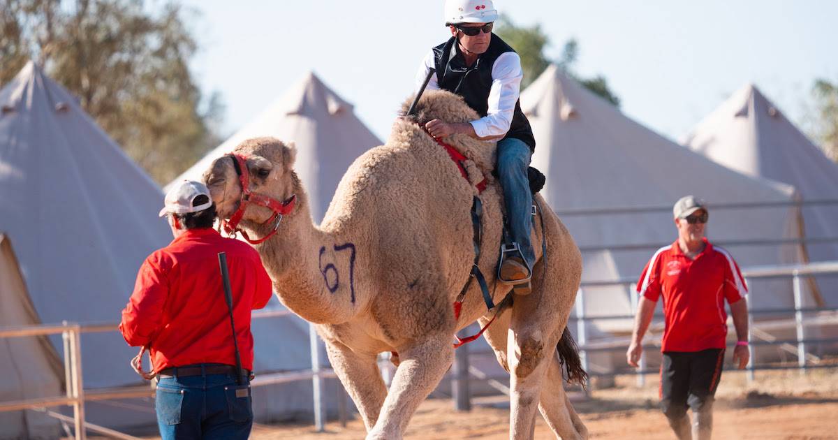 Boulia Camel Races set for 25th anniversary