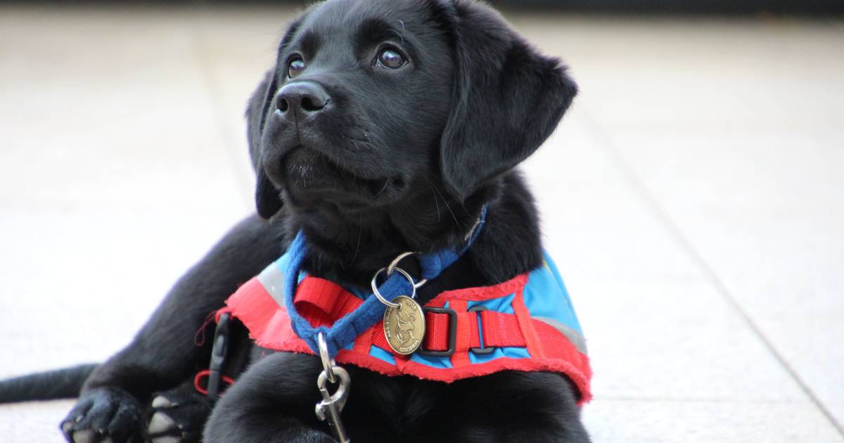 “There are obvious parallels to humans”: Assistance Dogs Australia needs puppy educators | The Land